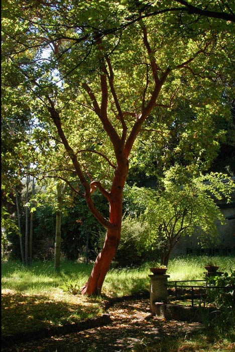 Tree Gol Chovek
