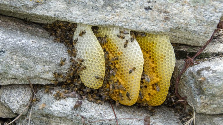 Traditional beekeeping in Mariovo