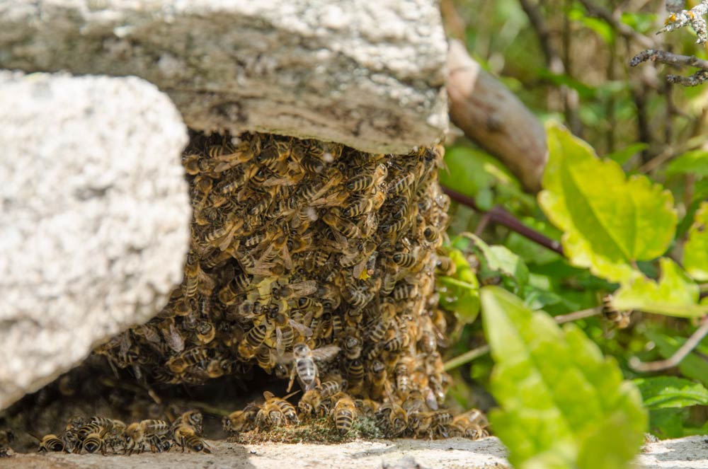 Beekeeping in Mariovo