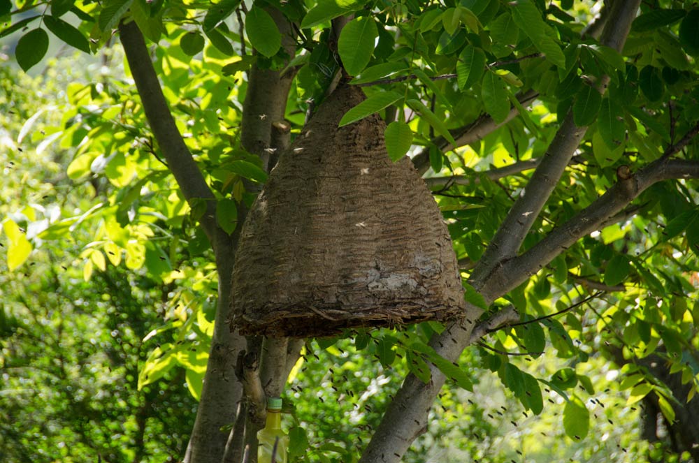 Traditional beekeeping in Mariovo