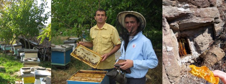 Apiary Stojanovski