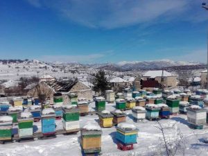 stojanovski_05